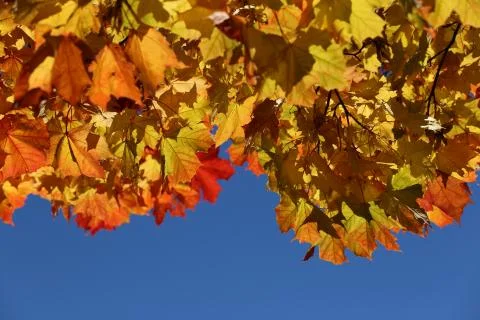 Autumn leaves background Stock Photos