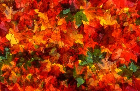Autumn leaves background Stock Photos