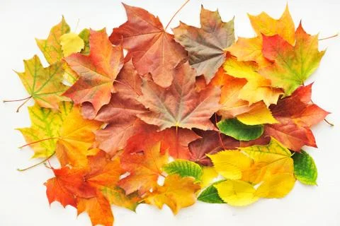 Autumn leaves background Stock Photos