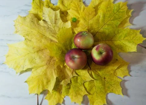 Autumn leaves background Stock Photos