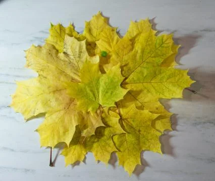 Autumn leaves background Stock Photos