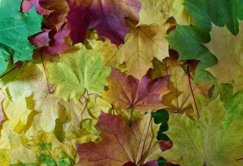 Autumn leaves background Stock Photos