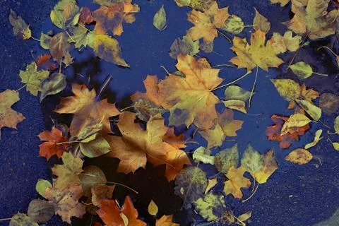 Autumn leaves background. Foto stock