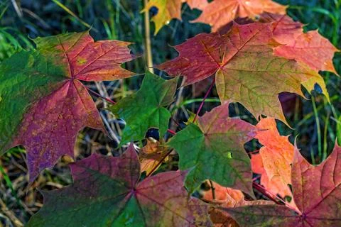 Autumn leaves background Stock Photos