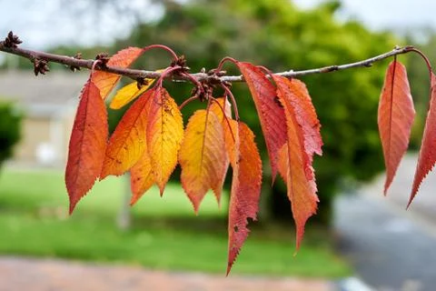 Autumn leaves background. Selective focus. Close up. Stock Photos