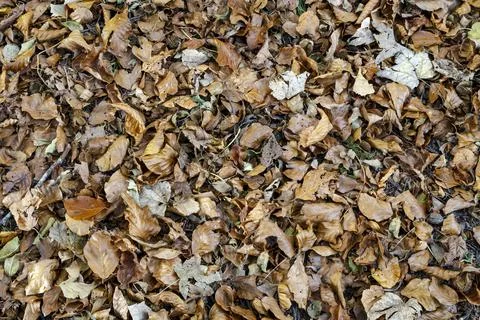 Autumn leaves background texture. Maple Leaf Type 写真素材