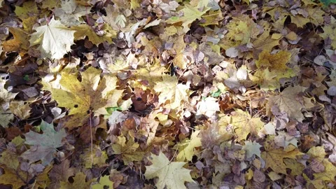Autumn leaves background top down view Stock Footage 141561529