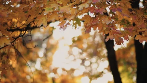 Autumn leaves in backlight 4K Vidéo 172313012
