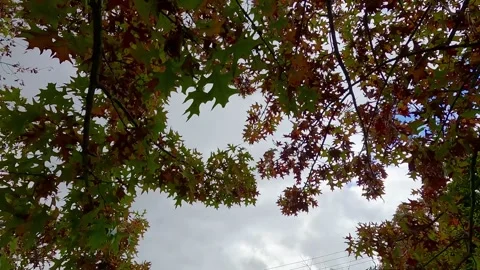 Autumn Leaves Backlit by Cloudy Sky – Australia Stock Footage 310945289
