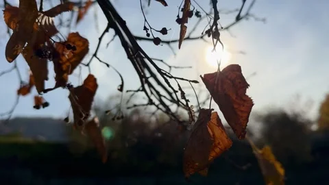 Autumn Leaves Backlit By Sun Stock-Footage 320831723