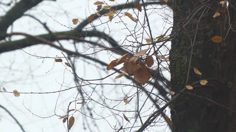 Autumn leaves on a bare tree Stock Footage 170300886