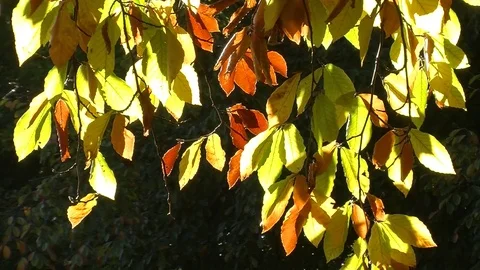 Autumn leaves on beech tree Stock-Footage 81477984