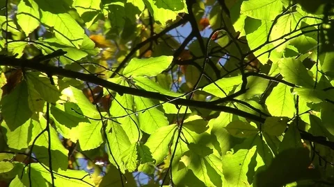 Autumn leaves on beech tree Stock Footage 81478006