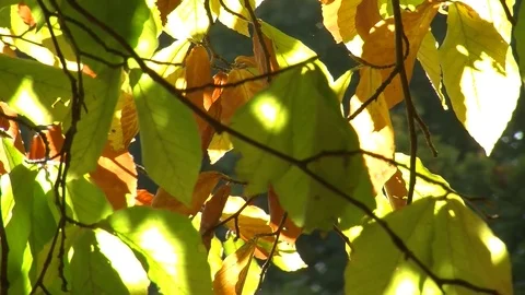 Autumn leaves on beech tree Stock-Footage 81478020