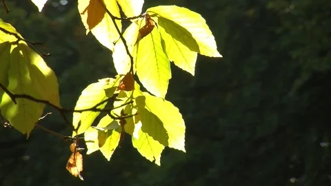 Autumn leaves on beech tree Stock Footage 81478022