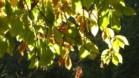 Autumn leaves on beech tree Stock Footage 81478026
