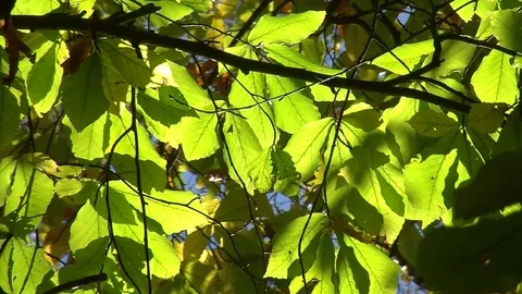 Autumn leaves on beech tree Stock Footage 81478028