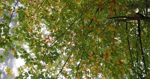 Autumn leaves on the beech tree Vídeos de archivo 96446339