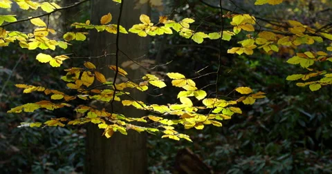 Autumn leaves beech tree sunny medium shot Stock Footage 56372419