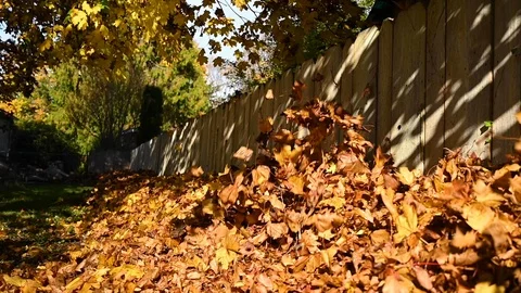 Autumn leaves being blown by leaf blower on fence in yard Stock Footage 120388672