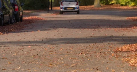 Autumn leaves being blown by the wind at a Netherlands street, 4K Stock Footage 100224225