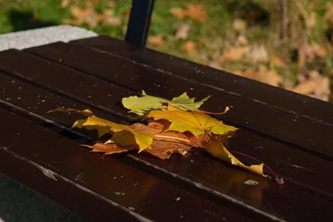 Autumn leaves on a bench. 库存照片