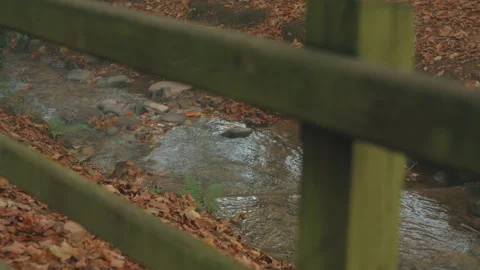 Autumn leaves beside stream Stock Footage 340677932