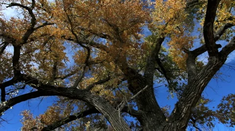 Autumn Leaves Blow Off Tree Stock Footage