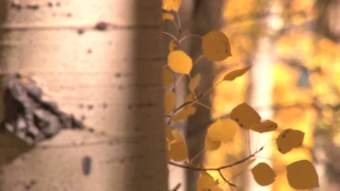 Autumn leaves blowing Stock Footage 74062064
