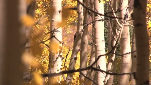 Autumn leaves blowing Stock Footage 74062095