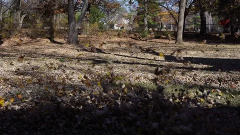 Autumn Leaves Blowing From Side to Side in the Backyard Stock Footage 256119643