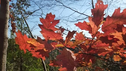 Autumn Leaves Blowing in Strong Wind Stock Footage 346180264