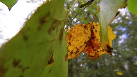 Autumn leaves blowing on a tree Stock Footage 142160701