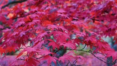 Autumn leaves blowing in the wind Stock Footage 75404894