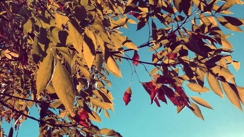 Autumn leaves blowing in wind Stock Footage 82190917