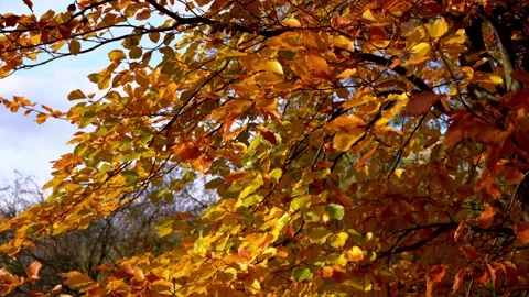 Autumn leaves blowing in the wind Stock Footage 320249403