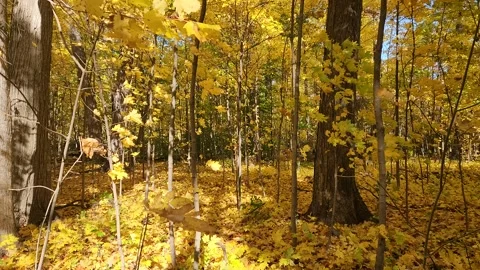 Autumn Leaves Blowing in Wind in Slow Motion Stock Footage 346786221
