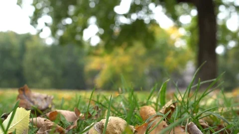 Autumn leaves blown away by wind gusts 스톡 동영상 80734207