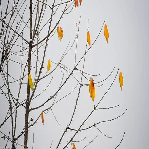 Autumn leaves blown by the wind during a snowfall Stock Footage 69550223
