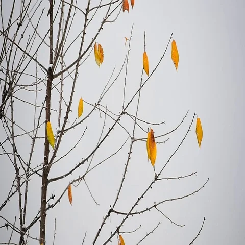 Autumn leaves blown by the wind during a snowfall 動画素材 69550224