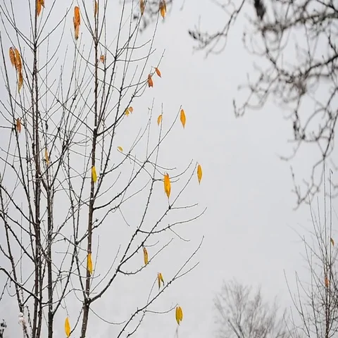 Autumn leaves blown by the wind during a snowfall Stock-Footage 69550264