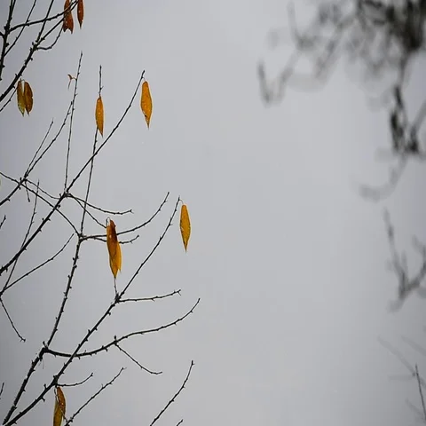 Autumn leaves blown by the wind during a snowfall Stock Footage 69550278
