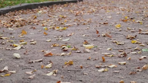 Autumn leaves blown by the wind Stock Footage 142279431