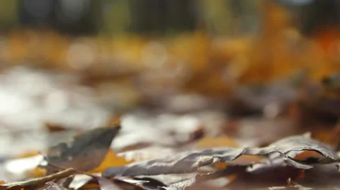 Autumn leaves blur Stock Footage 33793760
