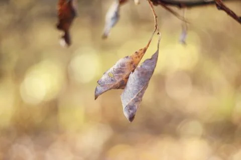 Autumn leaves with blurred trees . Fall blurry background Stock Photos