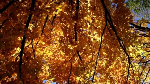 Autumn leaves on branches Stock Footage 31833722