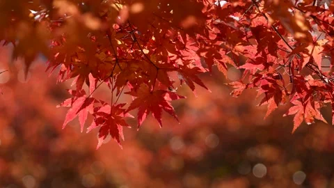 Autumn Leaves Branches. Video stock 311032130
