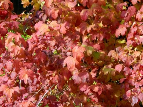 Autumn leaves on the branches of a tree Stock Photos