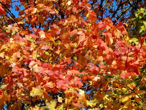 Autumn leaves on the branches of a tree Stock Photos
