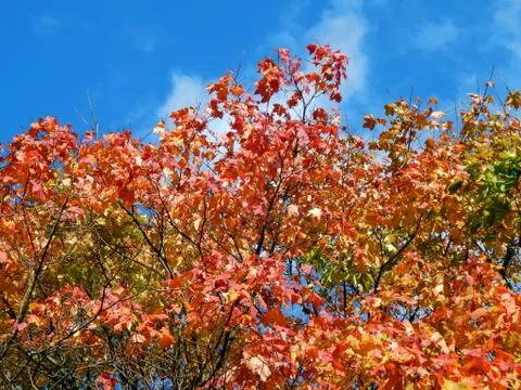 Autumn leaves on the branches of a tree Stock Photos